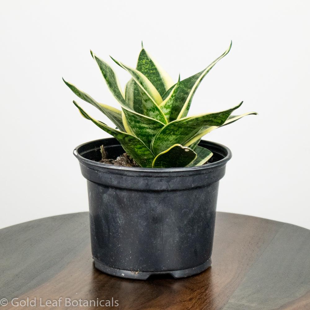 sansevieria hahnii care Sansevieria Golden Hahnii (Birds Nest) Care