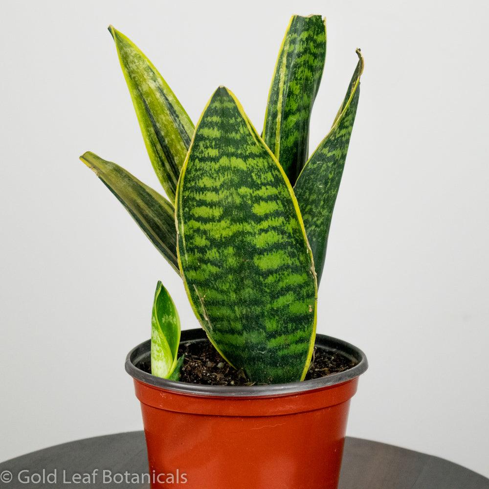 Sansevieria Golden Superba Care