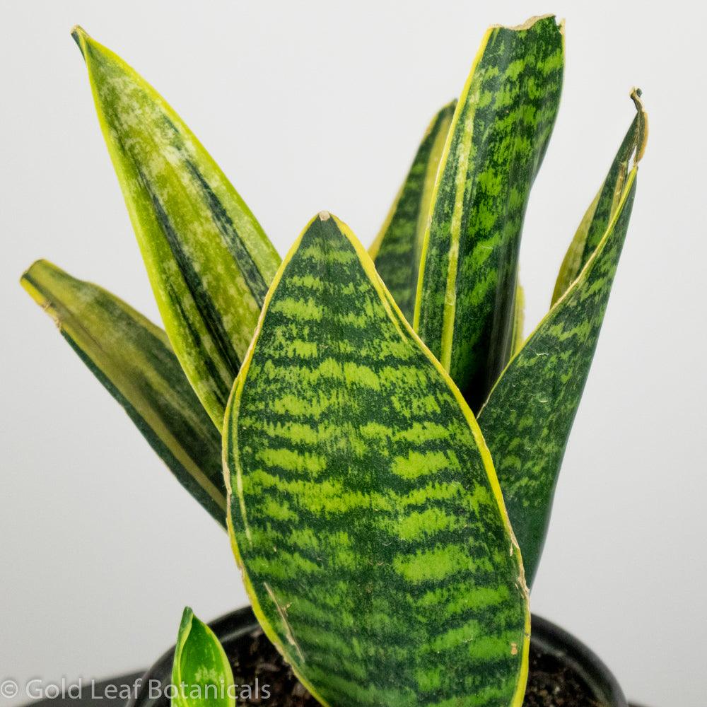 Buy Sansevieria Golden Superba