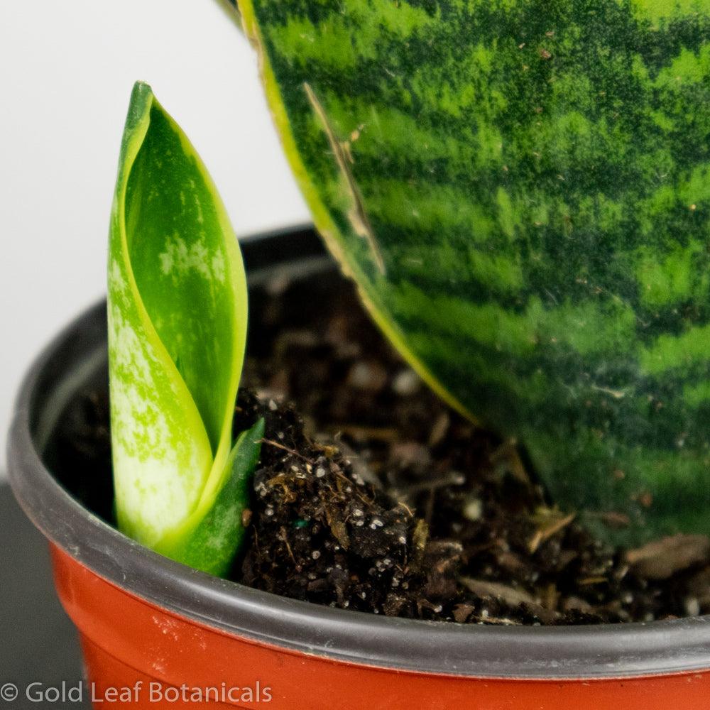 Sansevieria Golden Superba Ontario Canada