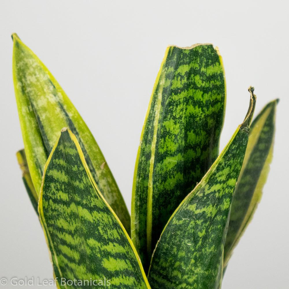 Sansevieria Golden Superba Water and Sun