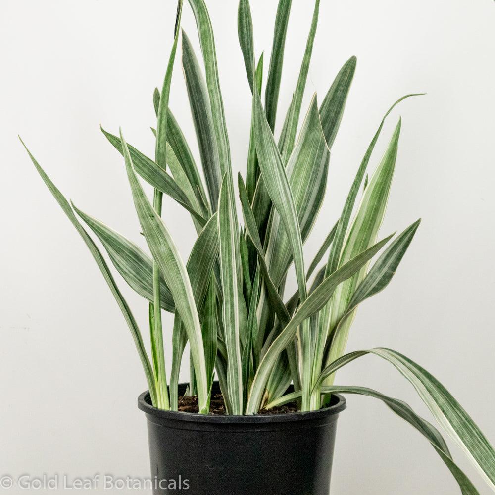 sansevieria sayuri care Sansevieria Sayuri Care
