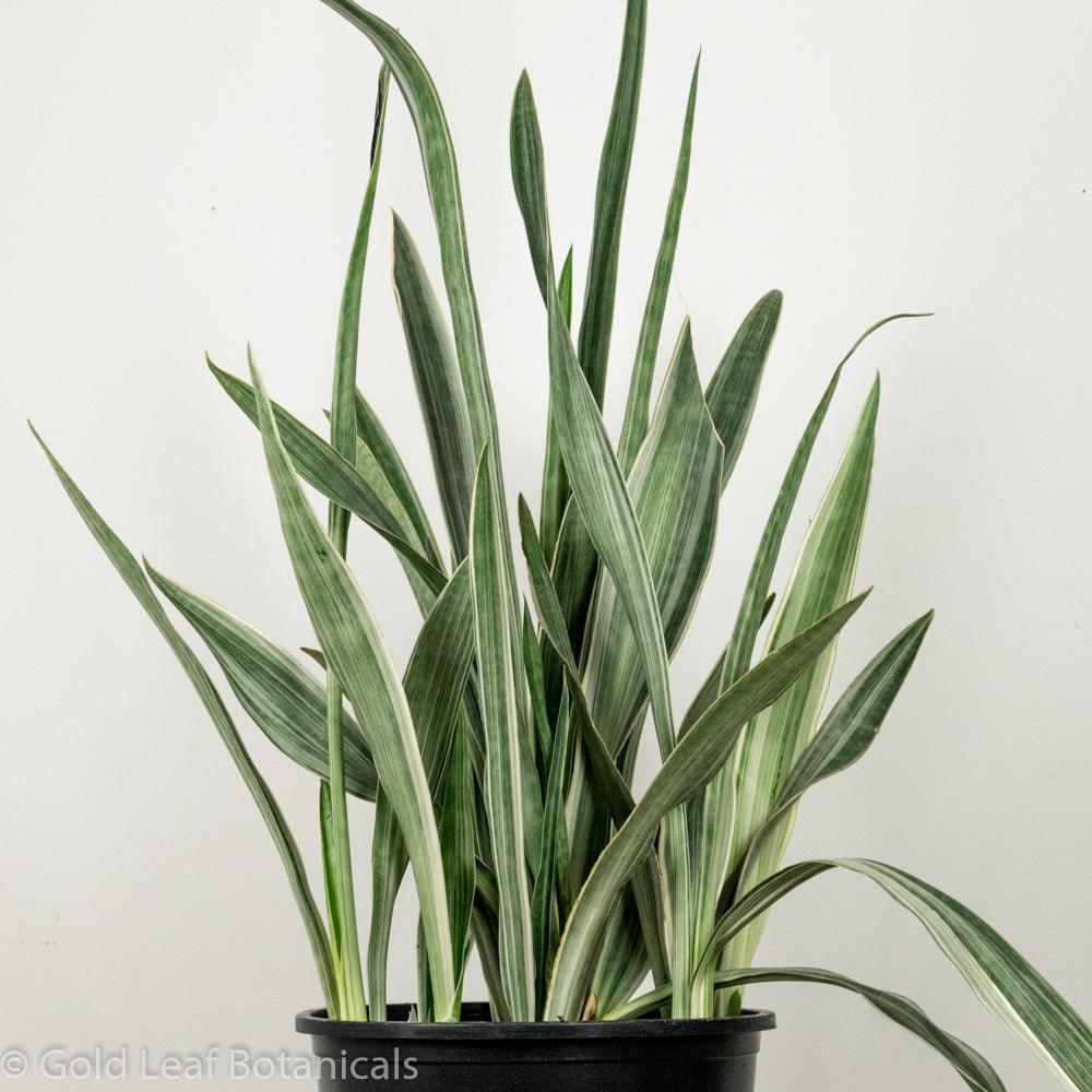 Buy Sansevieria Sayuri