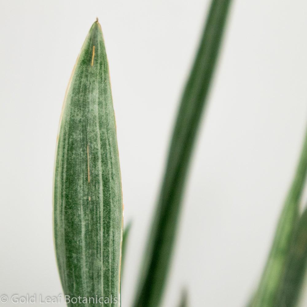 Sansevieria Sayuri Sun