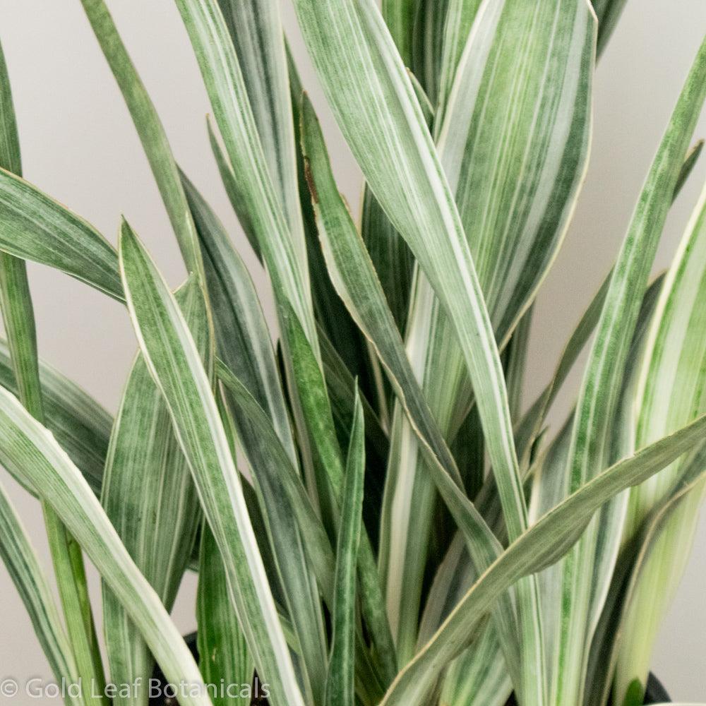 Sansevieria Sayuri For Sale