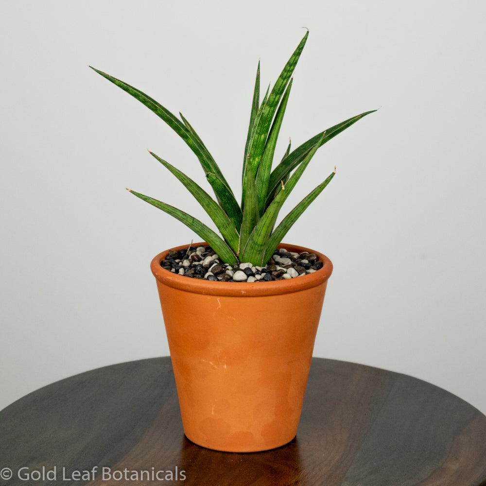 Sansevieria Silver Nymph Terracotta - Gold Leaf Botanicals