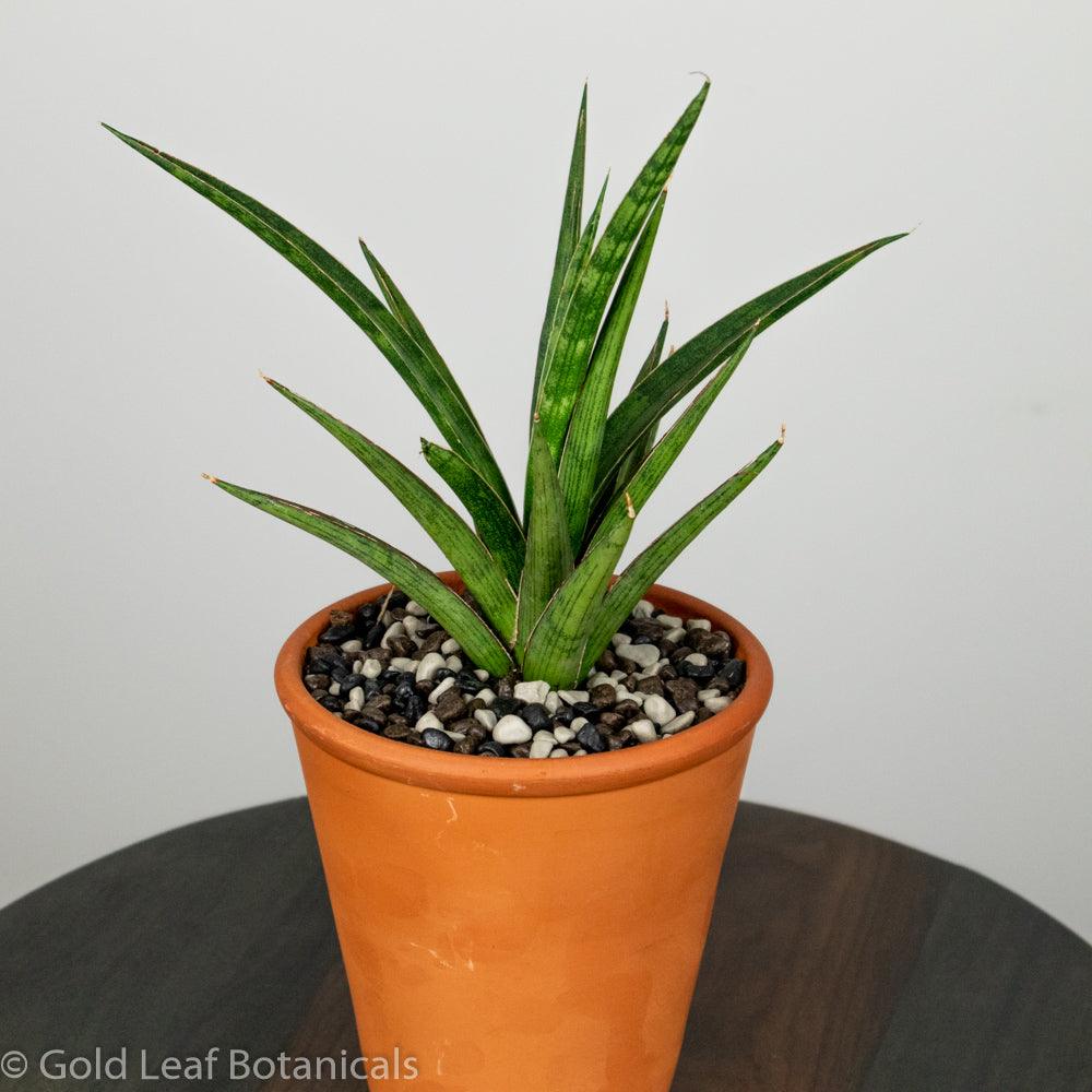 Sansevieria Silver Nymph Terracotta - Gold Leaf Botanicals