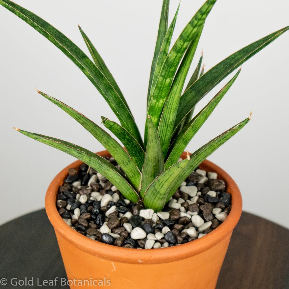 Sansevieria Silver Nymph Terracotta - Gold Leaf Botanicals