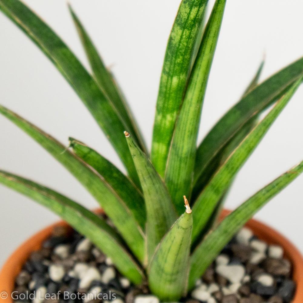 Sansevieria Silver Nymph Terracotta - Gold Leaf Botanicals