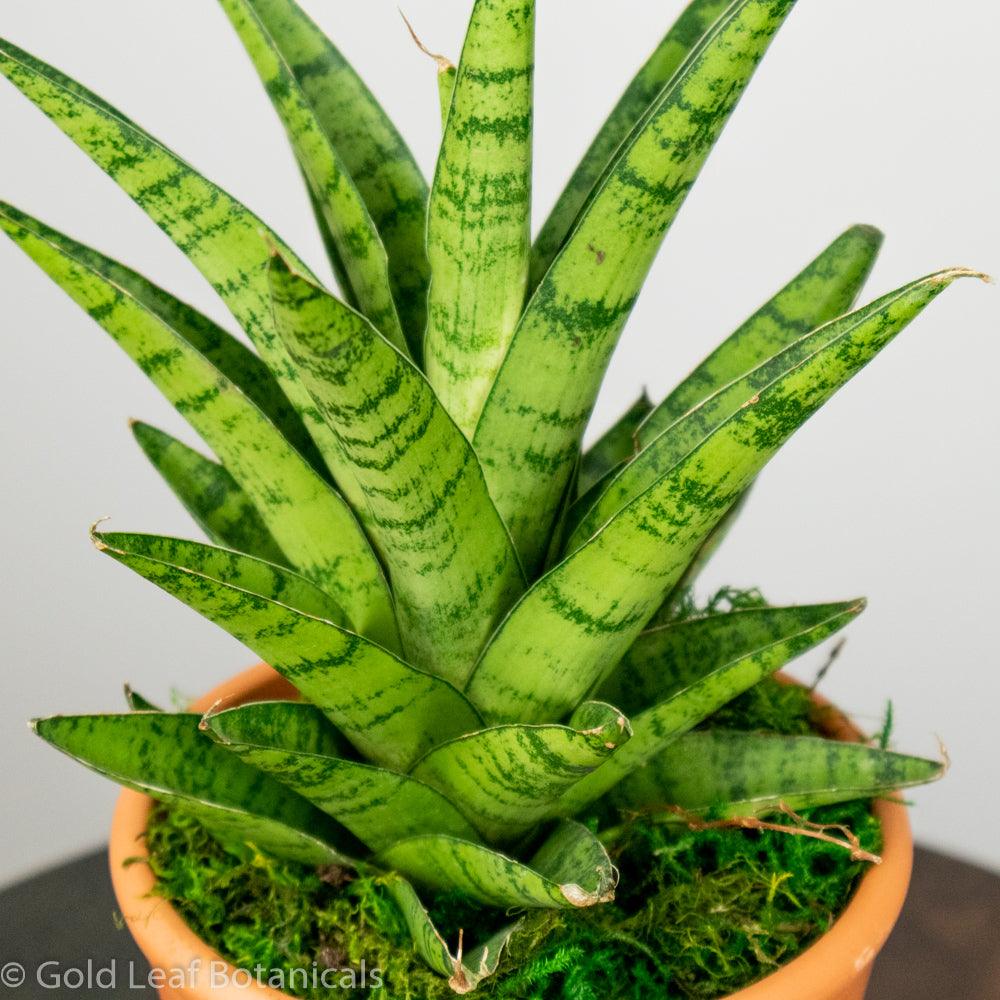 Sansevieria Tough Lady Ontario Canada