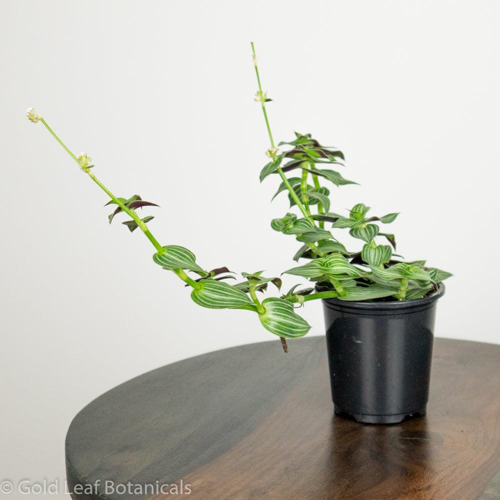 Tradescantia Elegans - Gold Leaf Botanicals