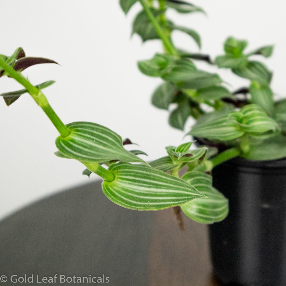 Tradescantia Elegans - Gold Leaf Botanicals