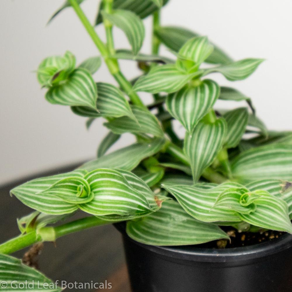 Tradescantia Elegans - Gold Leaf Botanicals
