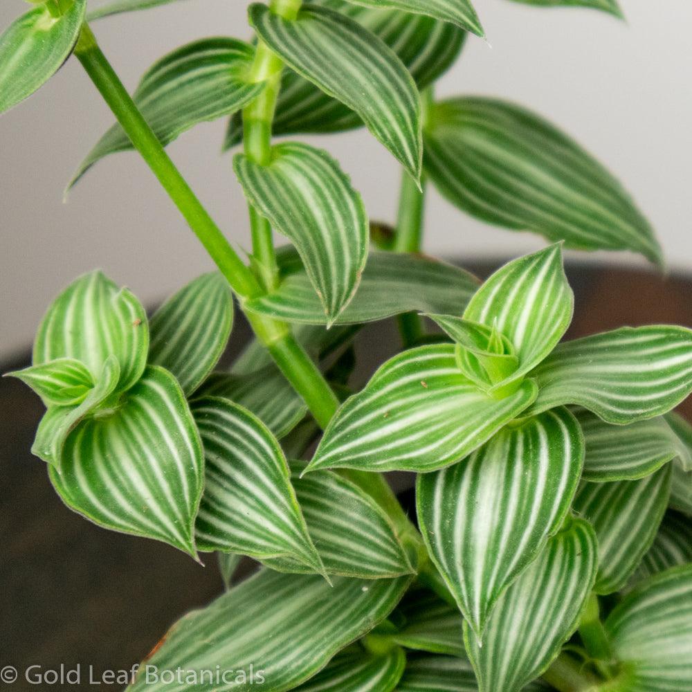 Tradescantia Elegans - Gold Leaf Botanicals
