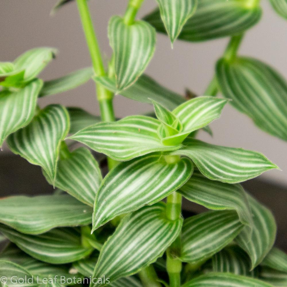 Tradescantia Elegans - Gold Leaf Botanicals