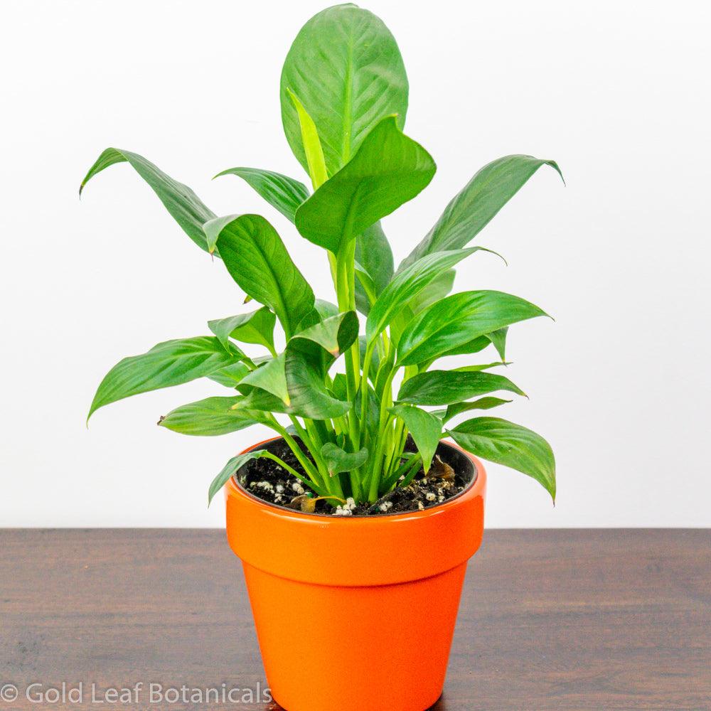 does peace lily like sun Peace Lily (Spathiphyllum) Care