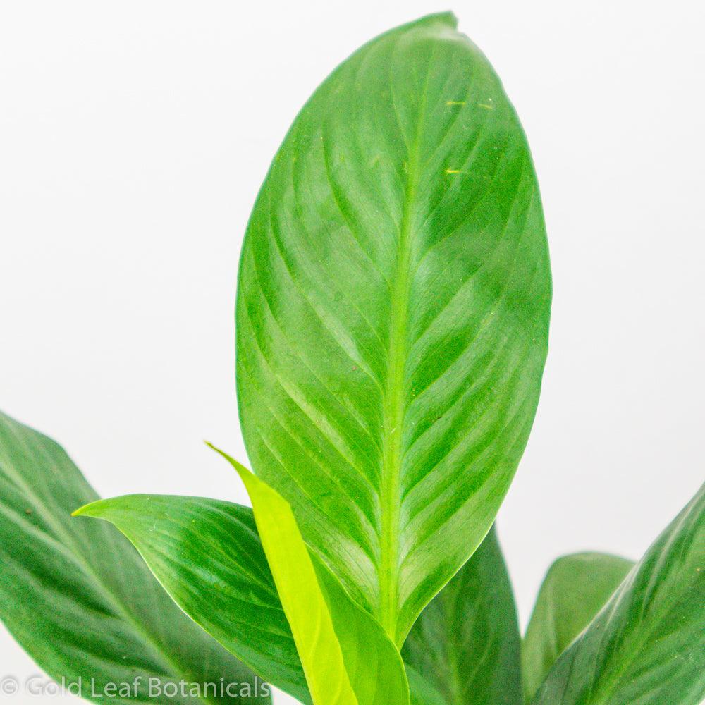 Buy Peace Lily (Spathiphyllum)