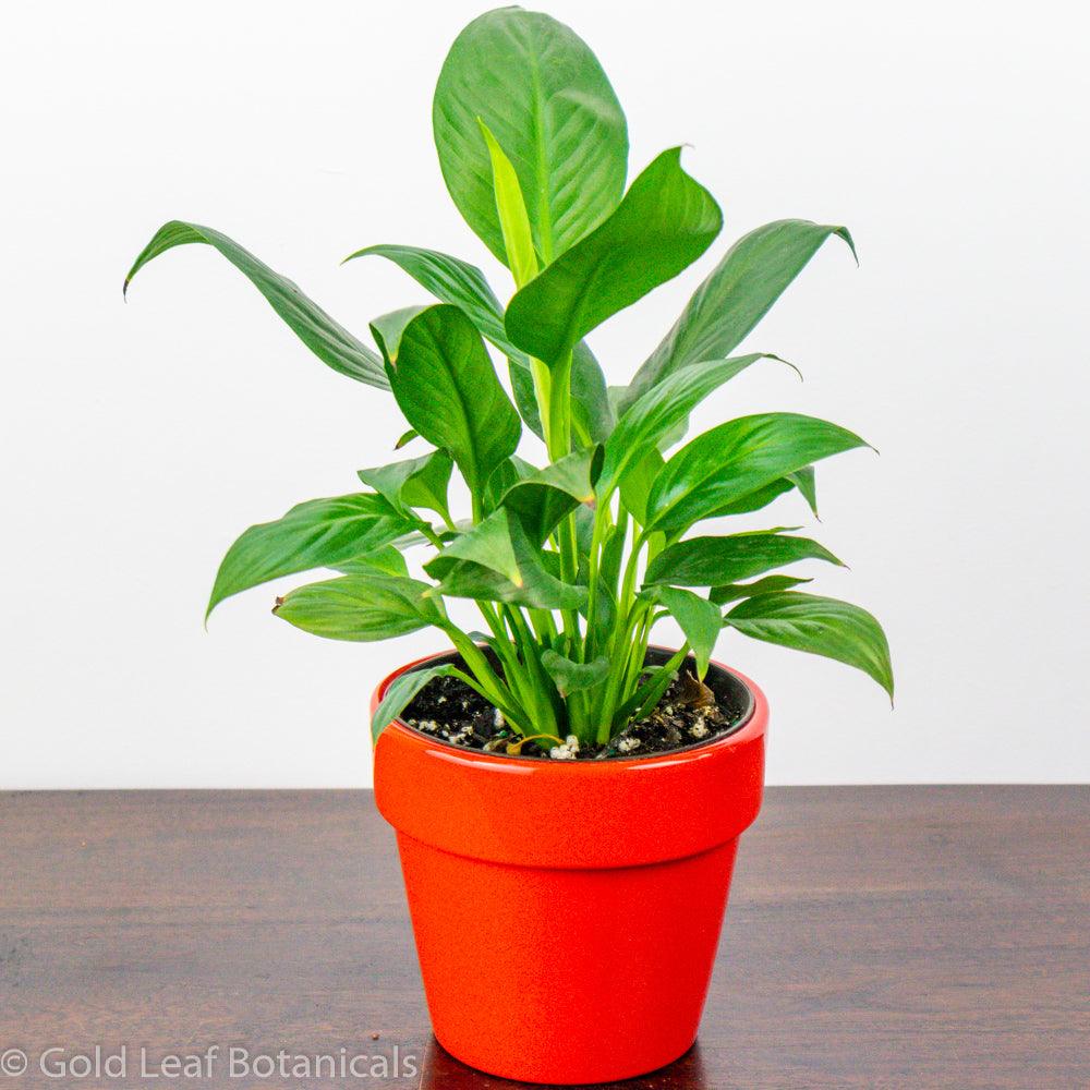 Peace Lily (Spathiphyllum) For Sale
