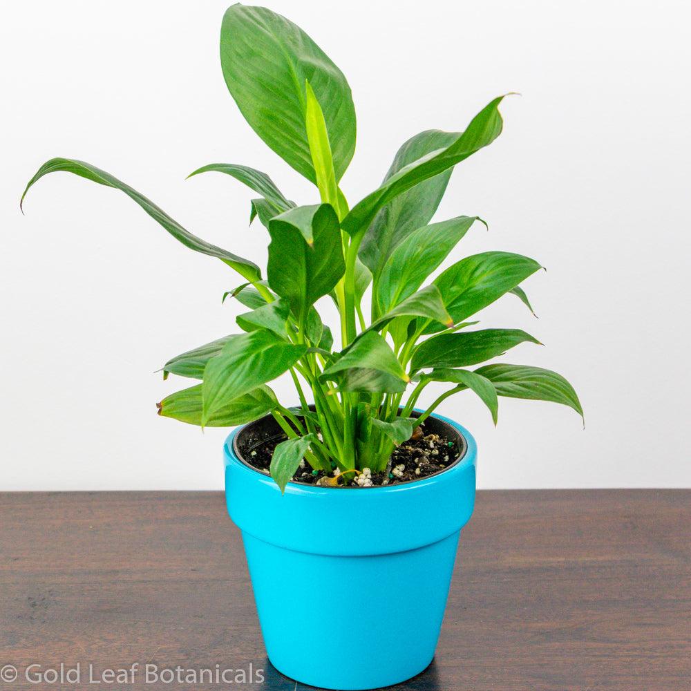 Peace Lily (Spathiphyllum) Ontario Canada
