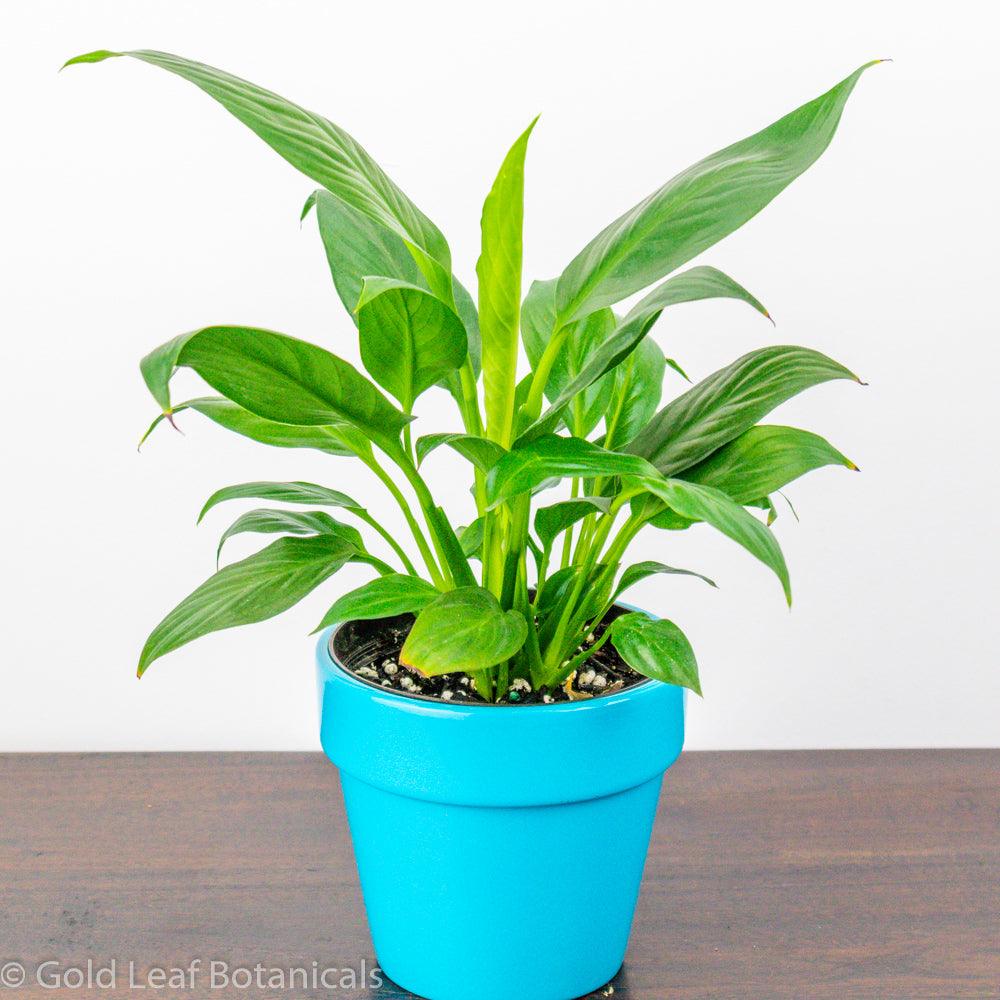Peace Lily (Spathiphyllum) Water and Sun