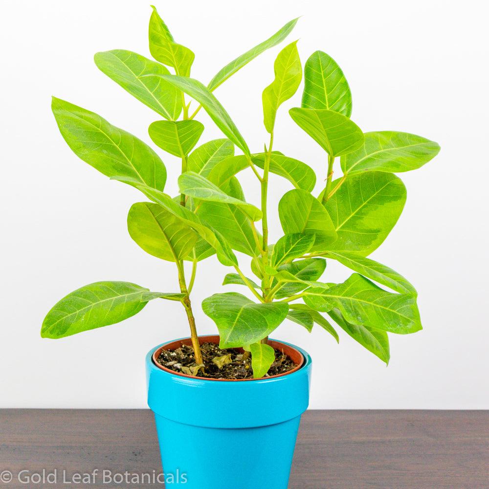Ficus Altissima Yellow Gem Sun