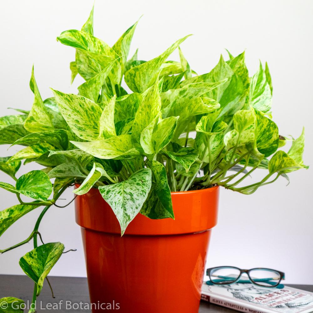 Marble Queen Pothos Sun Requirements