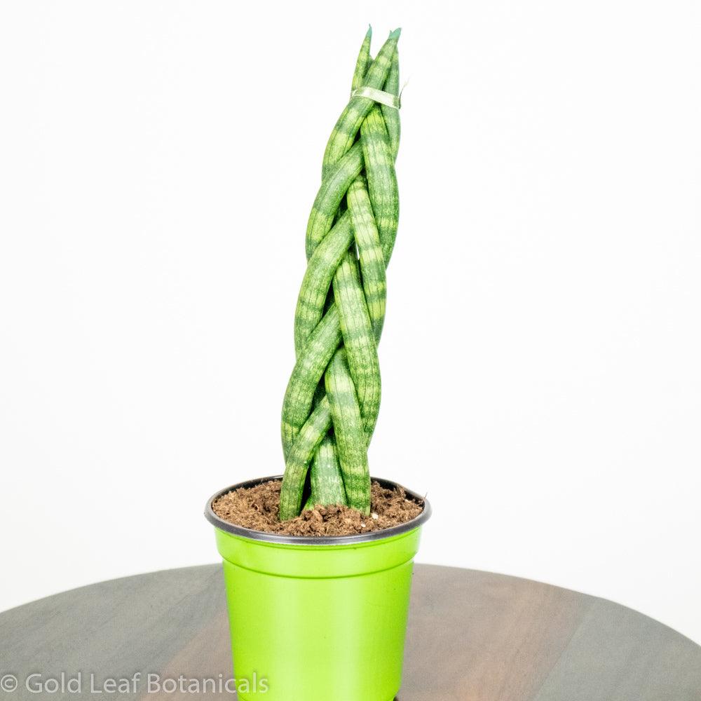 Sansevieria Cylindrica Braid Humidity