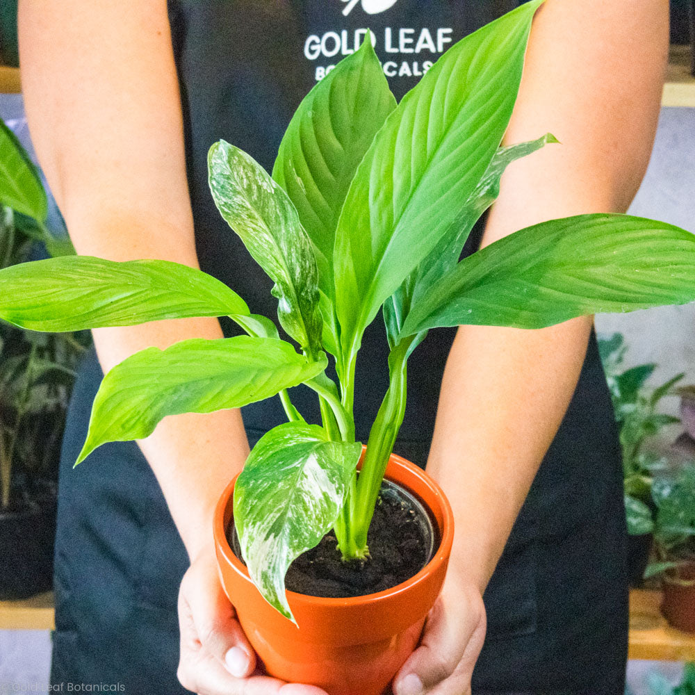 variegated peace lily jessica Variegated Jessica Peace Lily (Spathiphyllum Variegated Jessica) Care – Gold Leaf Botanicals