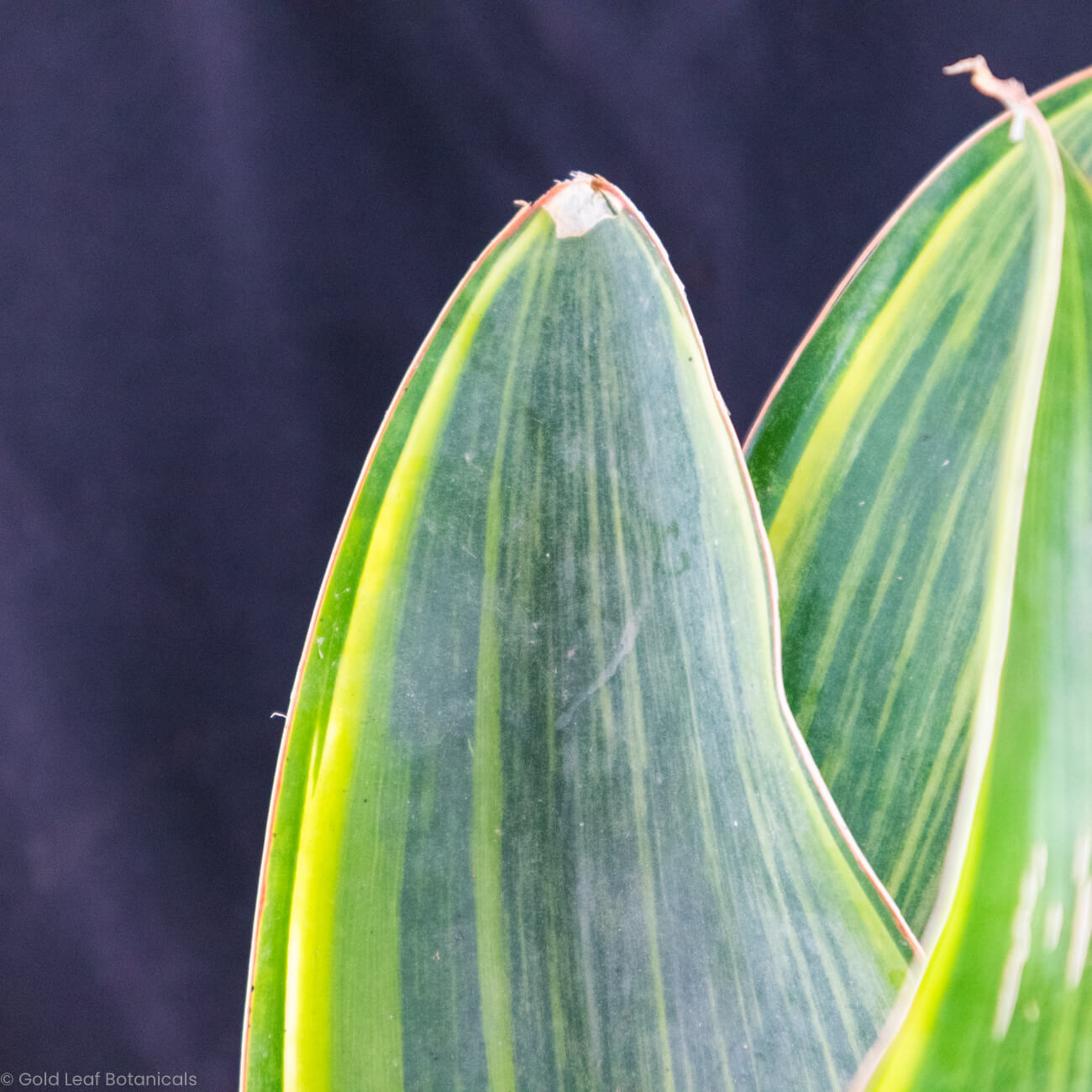 Sansevieria Whale Fin Variegated