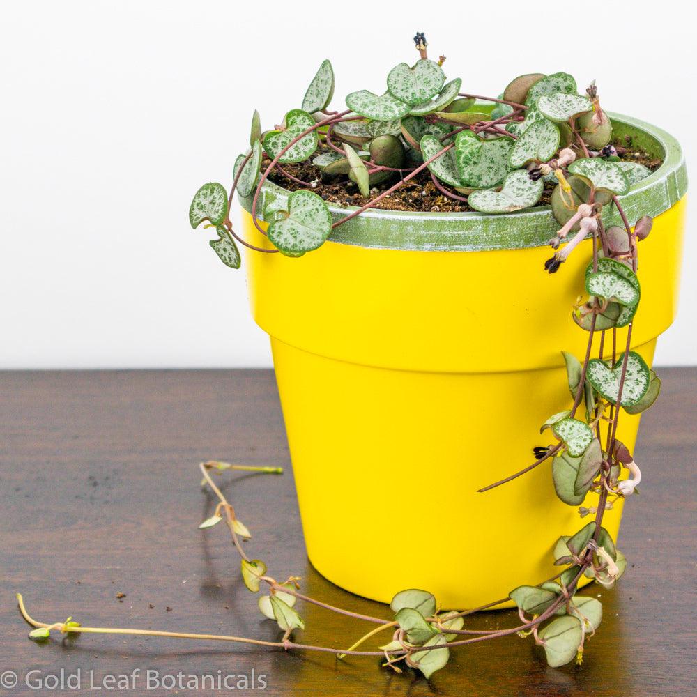 Variegated String of Hearts Soil and Humidity
