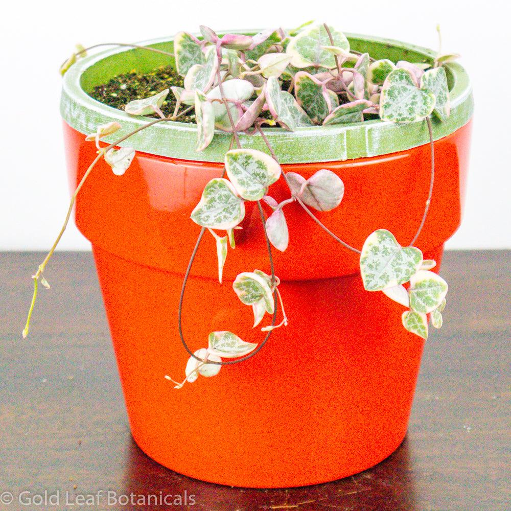 Variegated String of Hearts Care