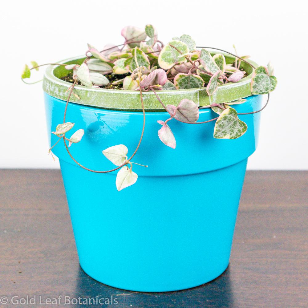 Variegated String of Hearts Sun Requirements