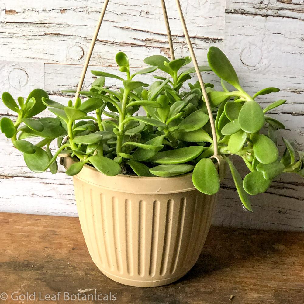 do jade plants like humidity Jade Plant (Vining) Care