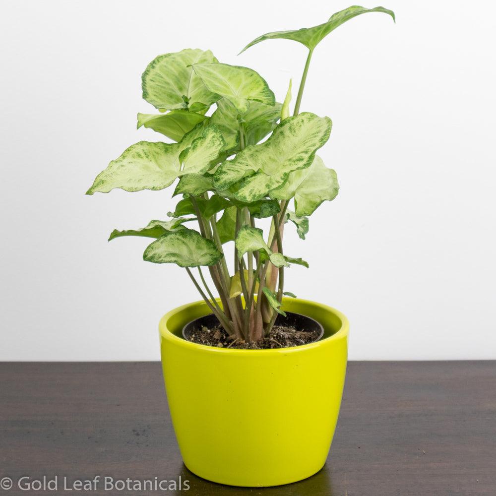 butterfly plant care indoors Syngonium White Butterfly Care