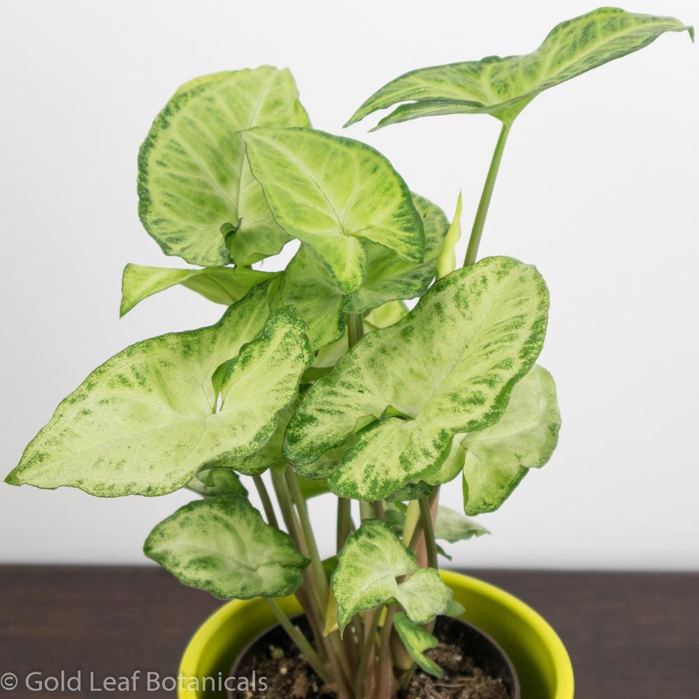 Buy Syngonium White Butterfly