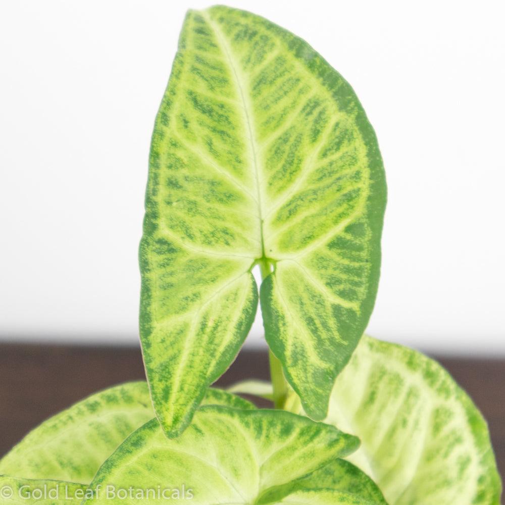 Syngonium White Butterfly Water Requirements