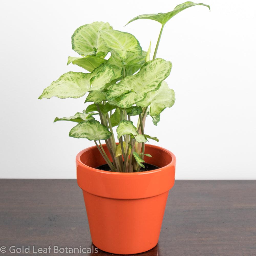Syngonium White Butterfly Sun Requirements
