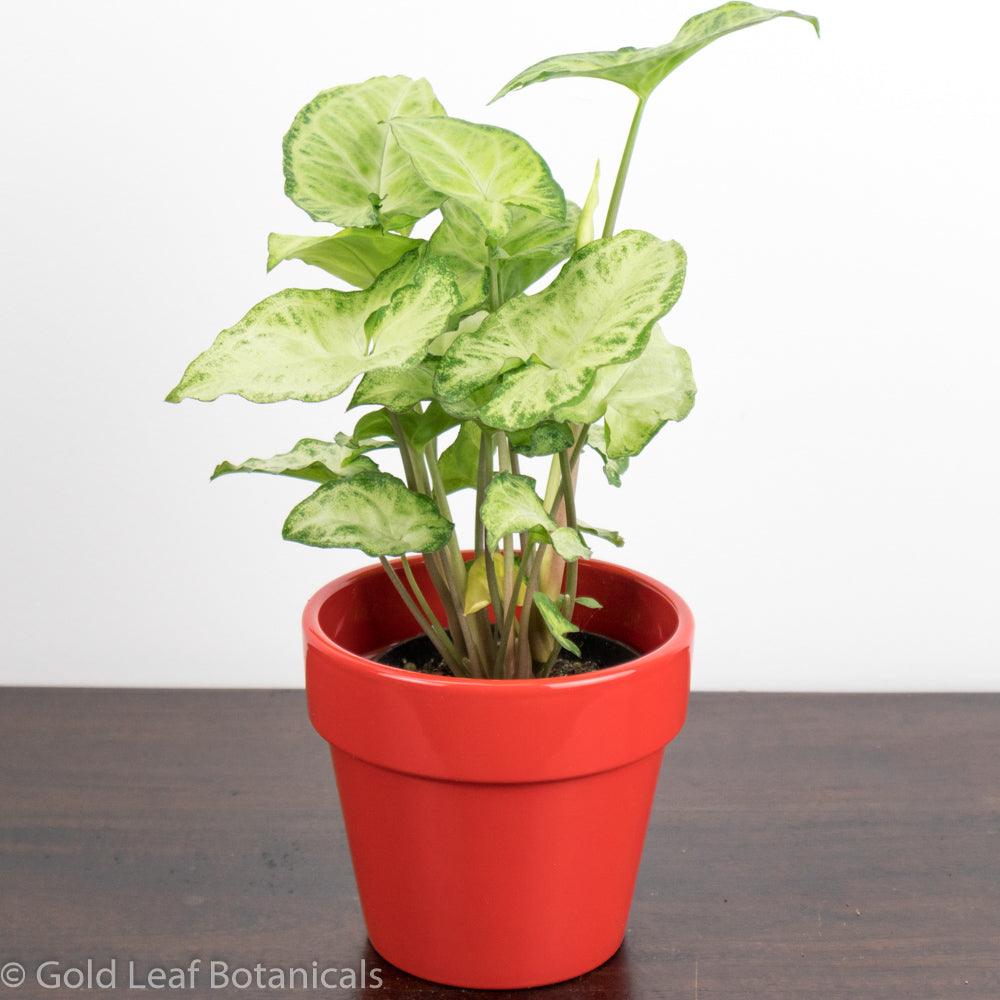 Syngonium White Butterfly Humidity Requirements