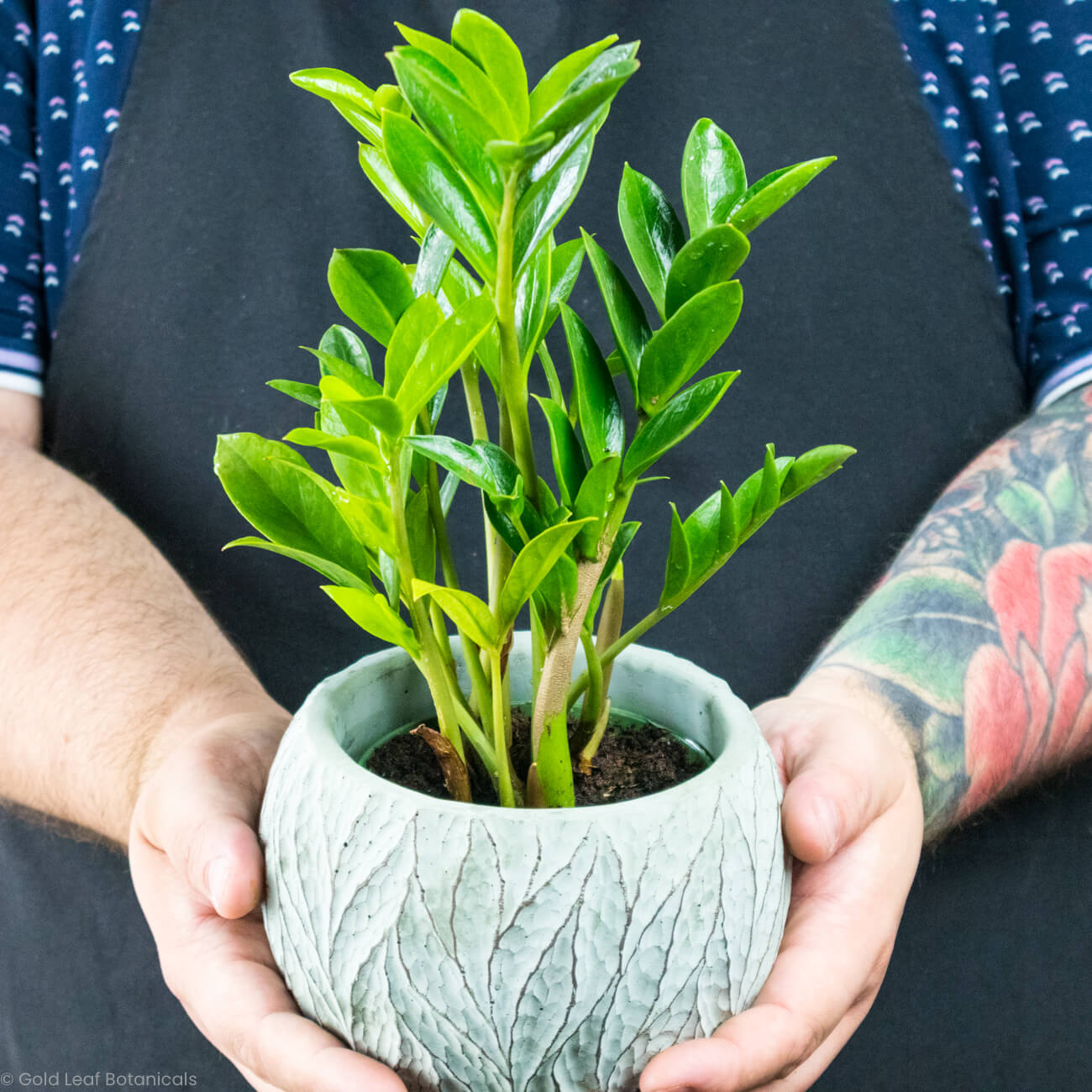 zz plant zamicro ZZ Zamicro (Micro ZZ Plant) Care