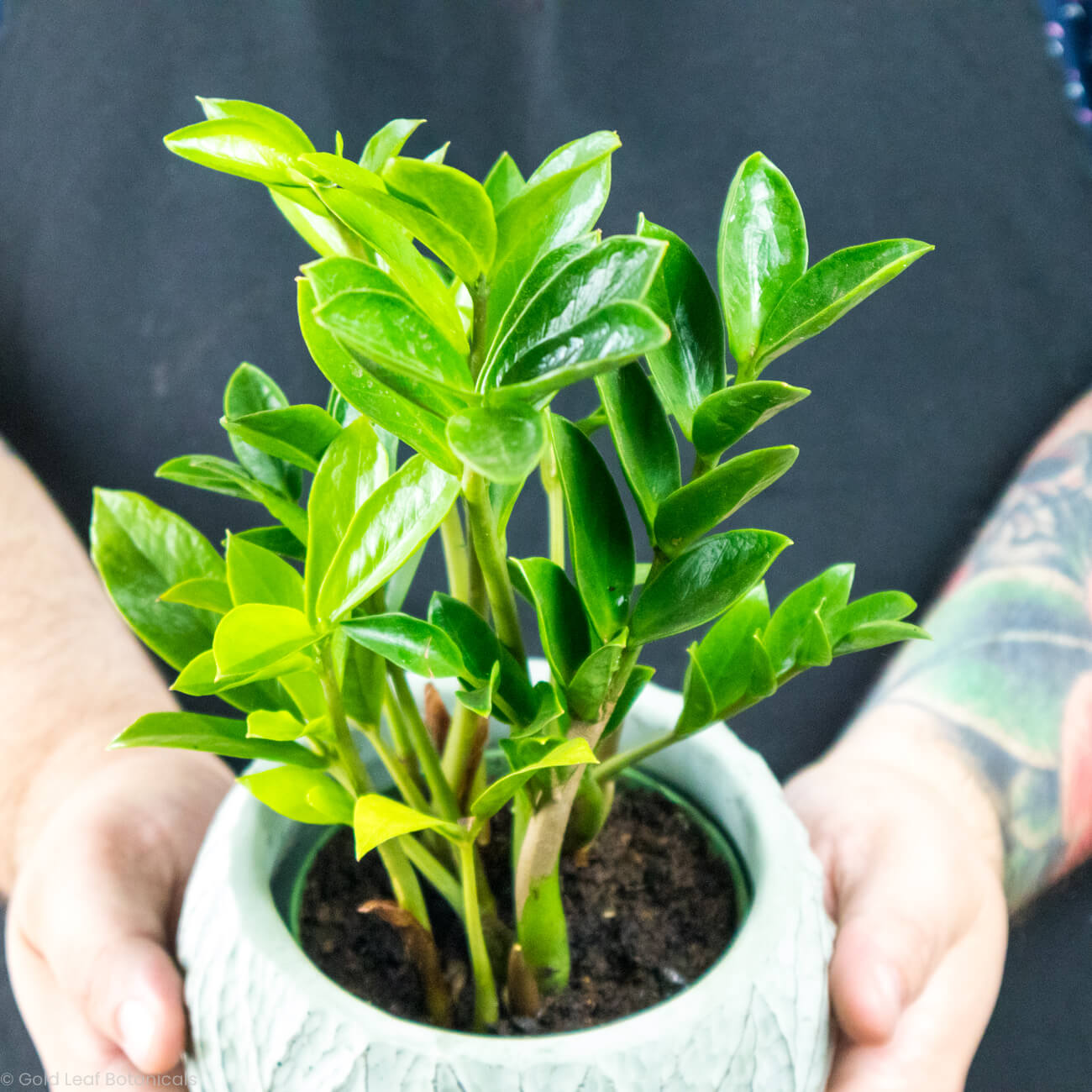 ZZ Zamicro (Micro ZZ Plant)
