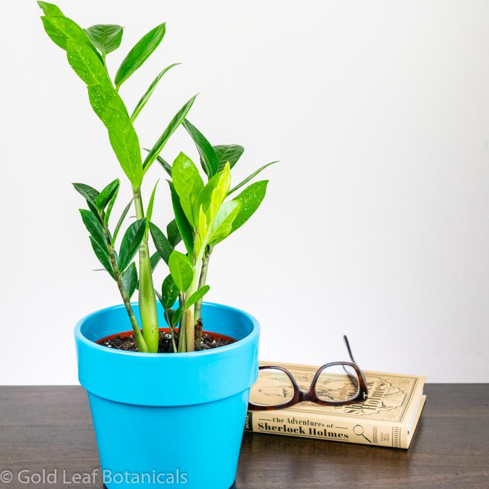 zz plant sun ZZ Plant (Zamioculcas zamiifolia) Care