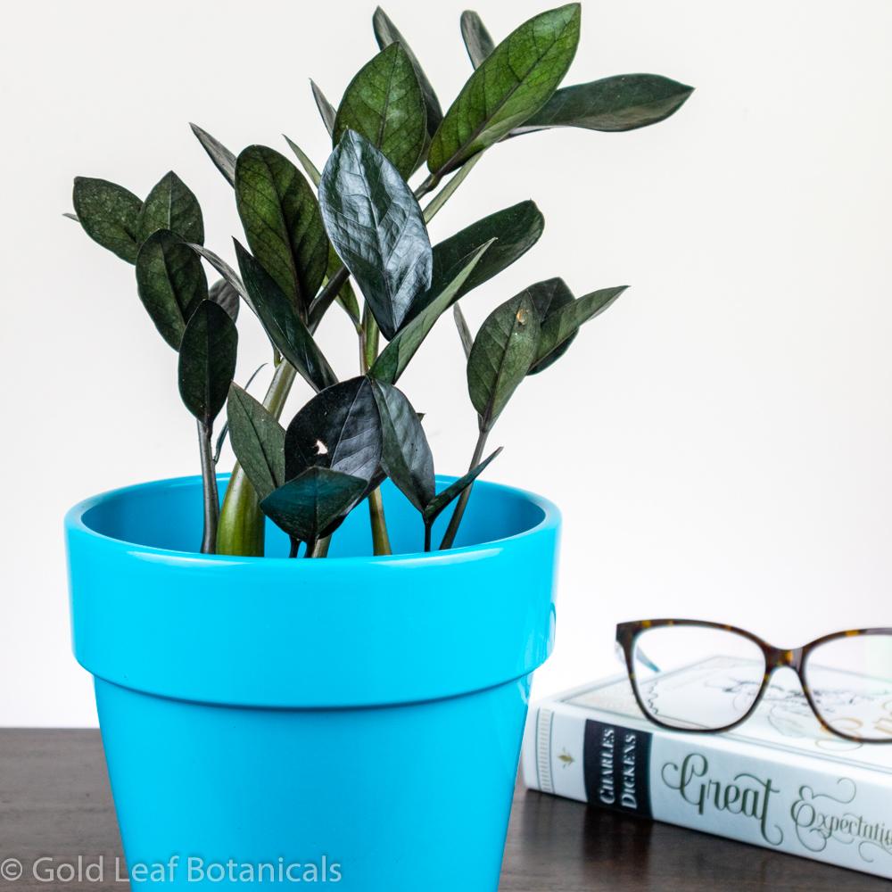 zz plant humidity ZZ Midnight Plant Care
