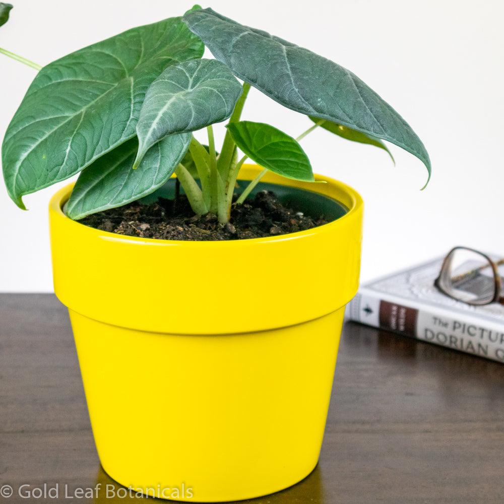 Buy Alocasia Maharani