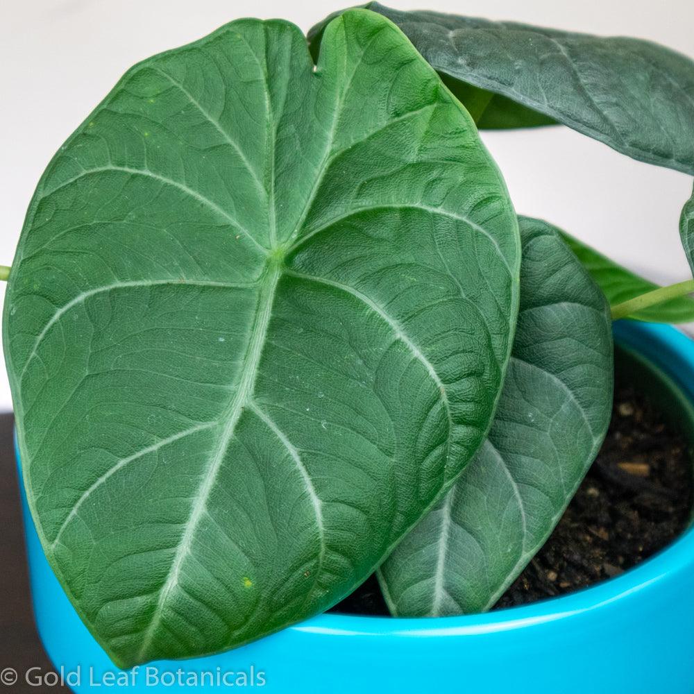 Alocasia Maharani For Sale Ontario Canada