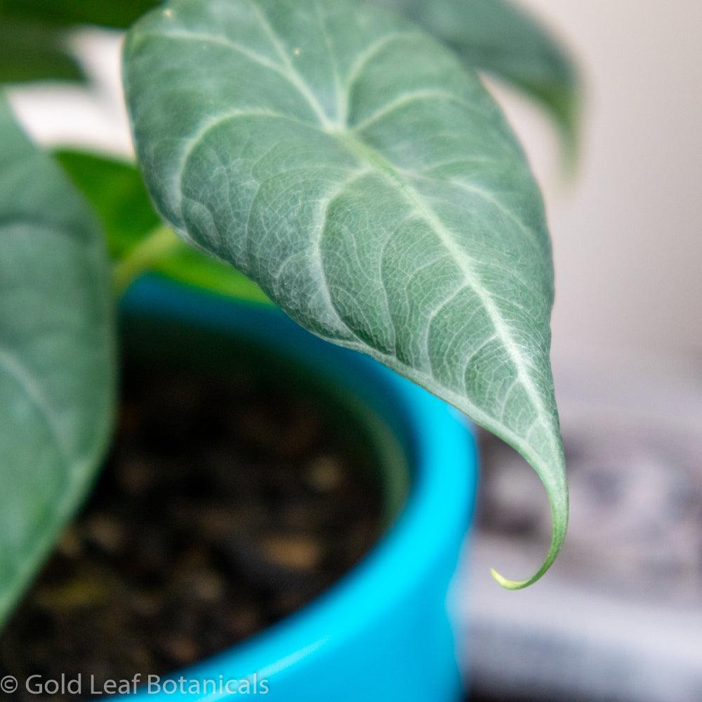 Alocasia Maharani Water and Sun