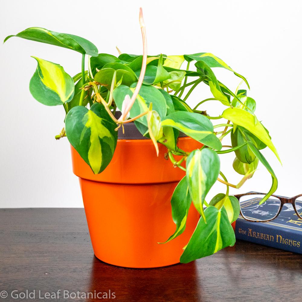 philodendron brasil misting Philodendron Brasil Care
