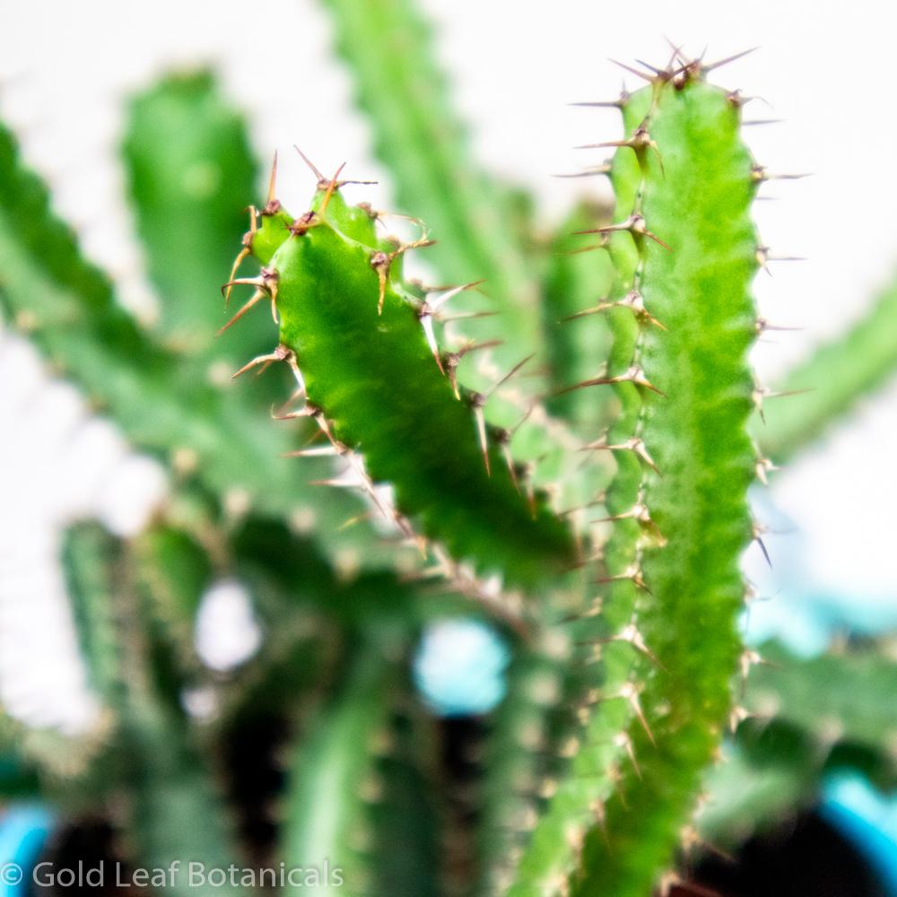 Euphorbia Cactus 2 - Gold Leaf Botanicals