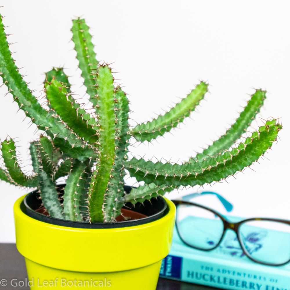 Euphorbia Cactus 2 - Gold Leaf Botanicals