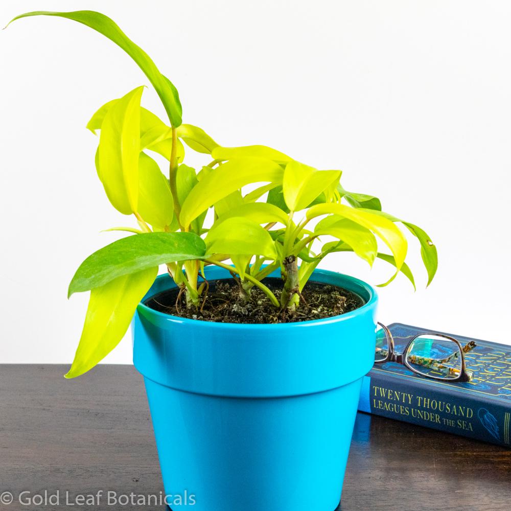 Golden Goddess Philodendron - Gold Leaf Botanicals