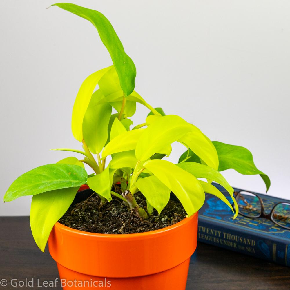 Golden Goddess Philodendron - Gold Leaf Botanicals